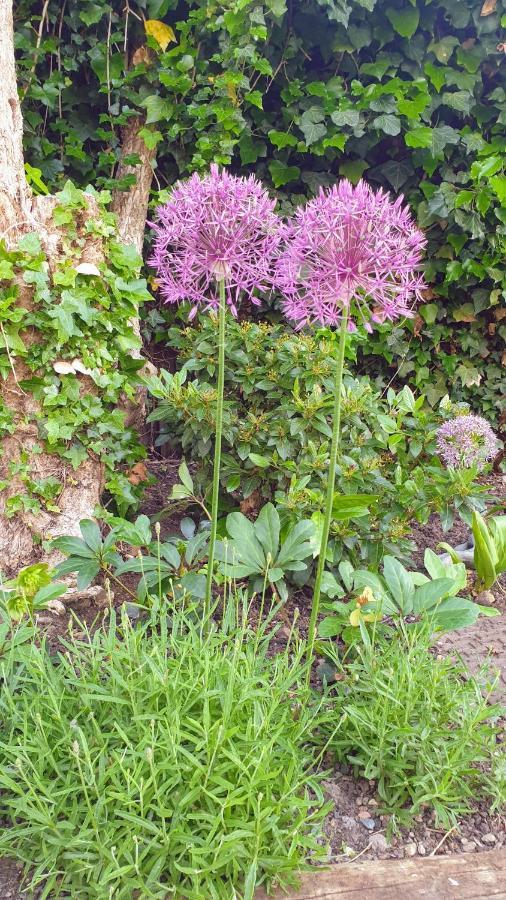 Mickleton  The Old Bank Beautiful Cotswold House With Huge Gardenヴィラ エクステリア 写真